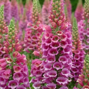 NAPARSTNICA-digitalis-purpurea-excelsior-hybrids-4.jpg