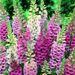 NAPARSTNICA-digitalis-purpurea-excelsior-hybrids-3.jpg