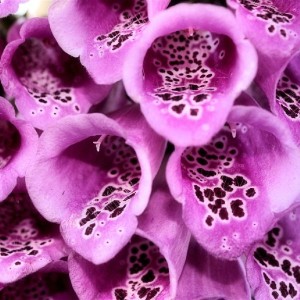 NAPARSTNICA-digitalis-purpurea-excelsior-hybrids-2.jpg