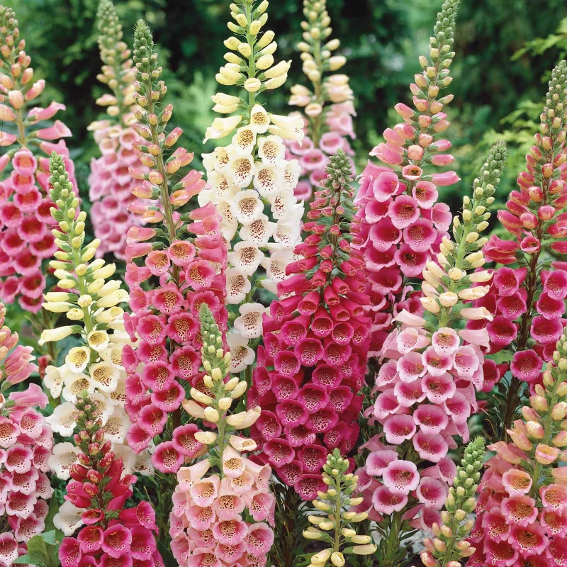 NAPARSTNICA-digitalis-purpurea-excelsior-hybrids-1.jpg