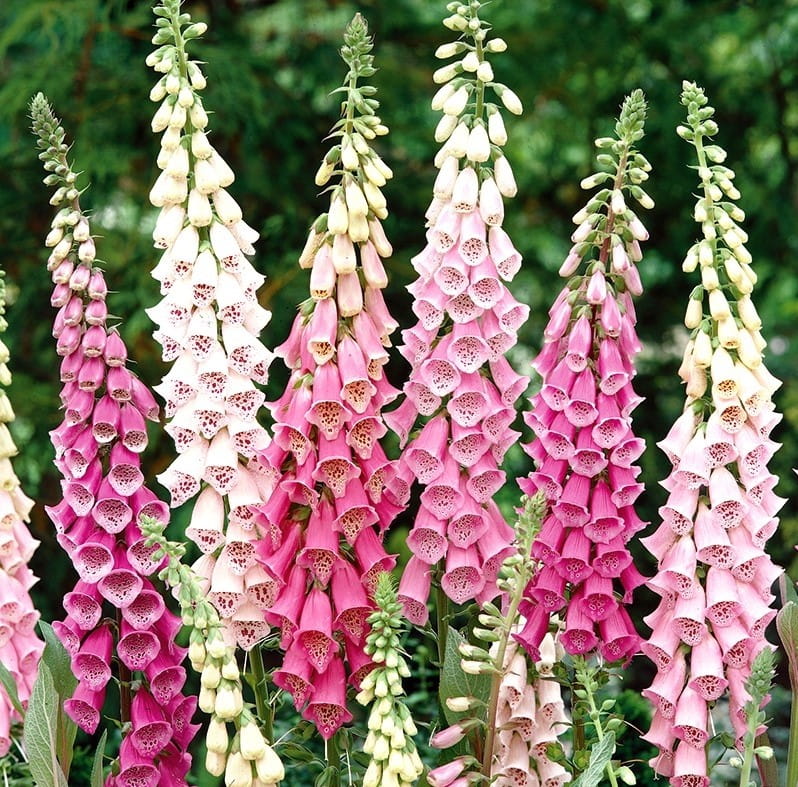 naparstnica-digitalis-purpurea-foxy-hybrids-4.jpg