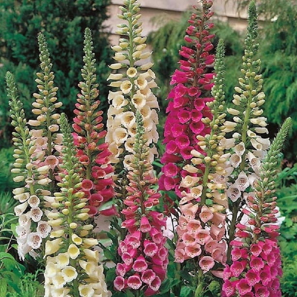 naparstnica-digitalis-purpurea-foxy-hybrids-3.jpeg