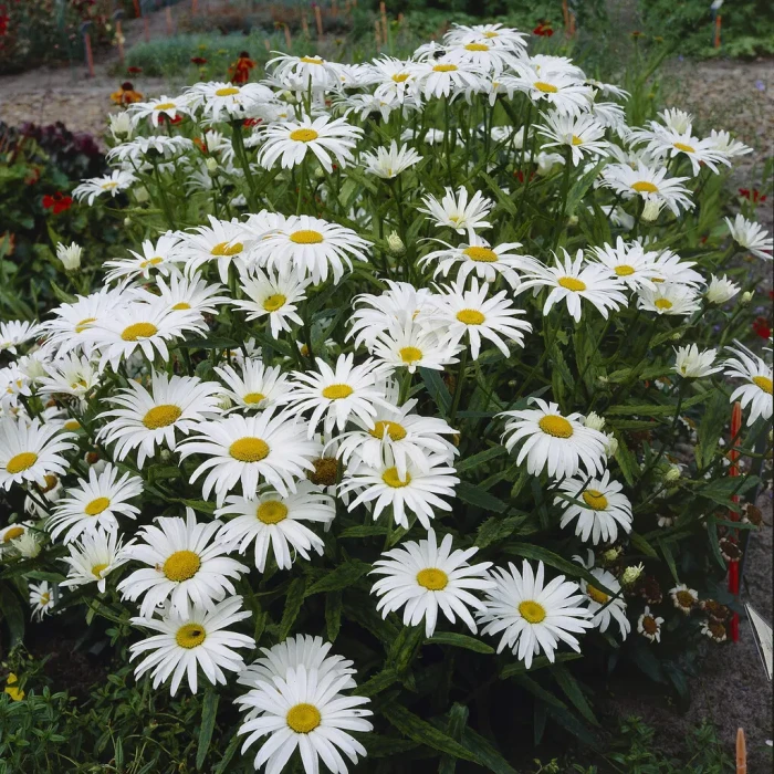 Jastrun-Maikönigin-biały-złocień-margerytka-1.jpg