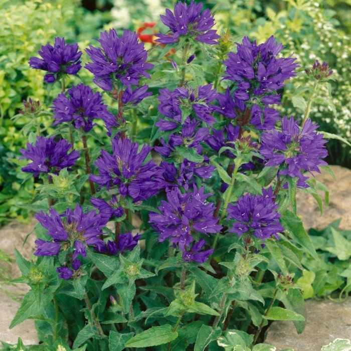dzwonek-campanula-glomerata-superba-5.jpg