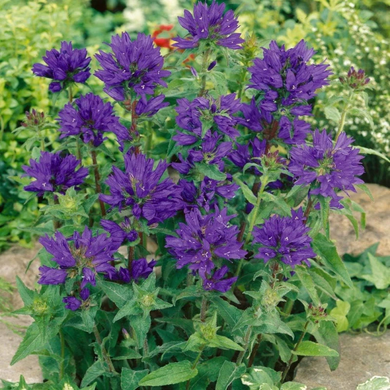 dzwonek-campanula-glomerata-superba-5.jpg