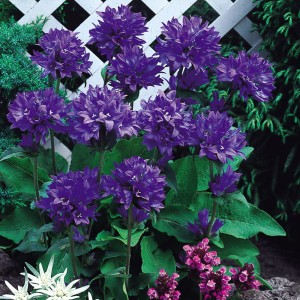 dzwonek-campanula-glomerata-superba-4.jpg