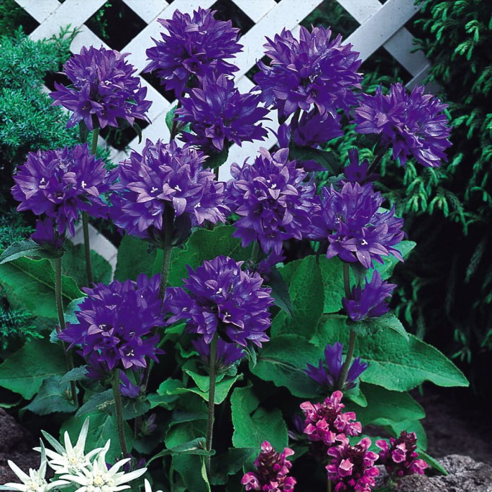 dzwonek-campanula-glomerata-superba-4.jpg