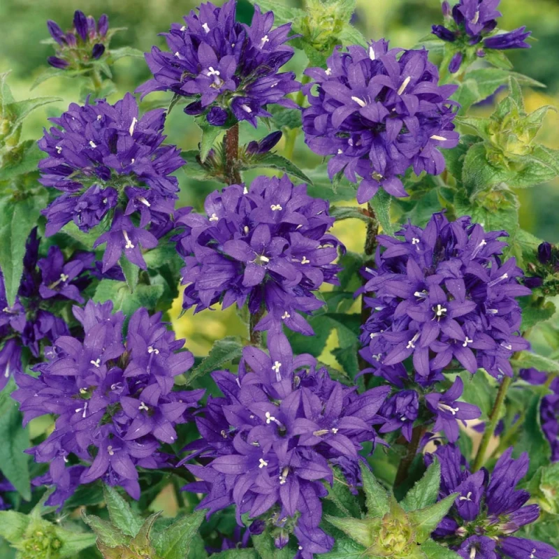dzwonek-campanula-glomerata-superba-3.jpg