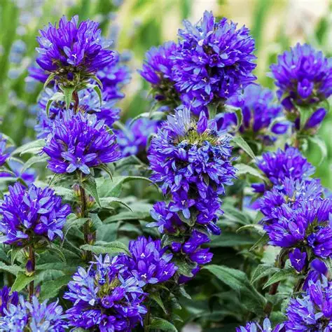 dzwonek-campanula-glomerata-superba-2.jpg