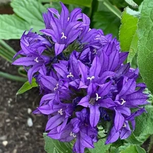 dzwonek-campanula-glomerata-superba-1.jpg