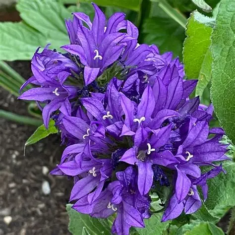 dzwonek-campanula-glomerata-superba-1.jpg