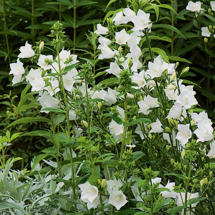 DZWONWK-SKUPIONY-campanula-glomerata-ALBA-5.jpg