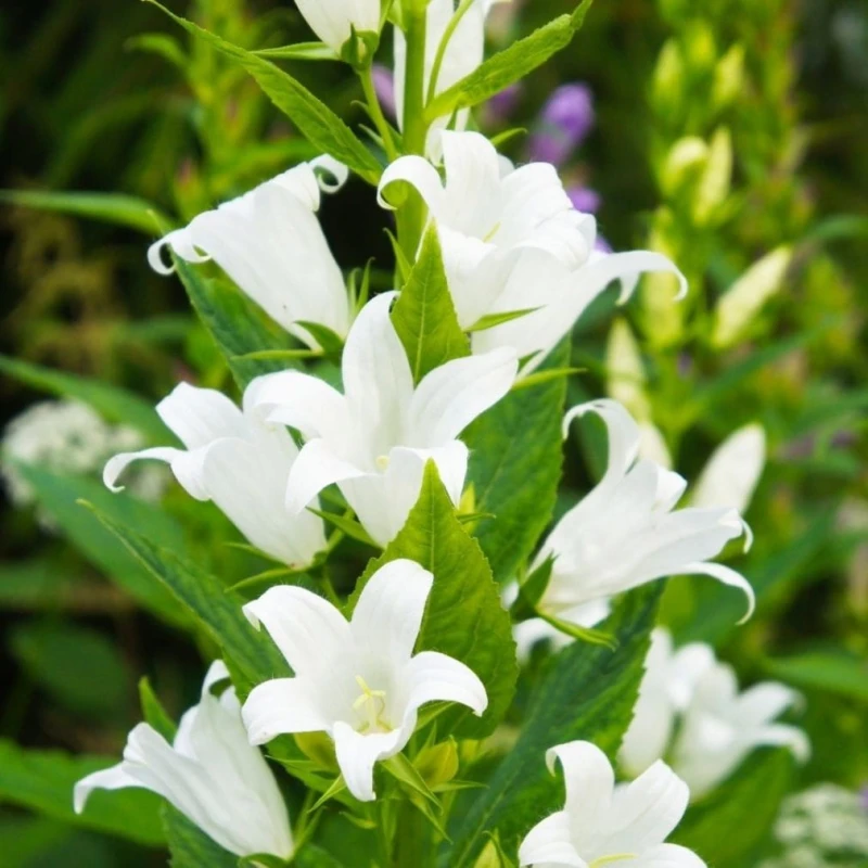 DZWONWK-SKUPIONY-campanula-glomerata-ALBA-4.jpg
