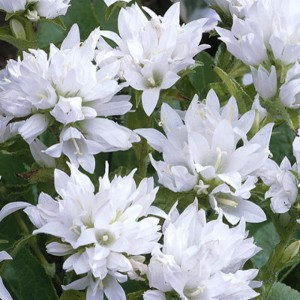 DZWONWK-SKUPIONY-campanula-glomerata-ALBA-3.jpg
