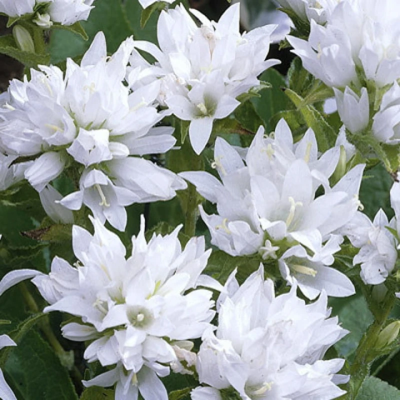 DZWONWK-SKUPIONY-campanula-glomerata-ALBA-3.jpg