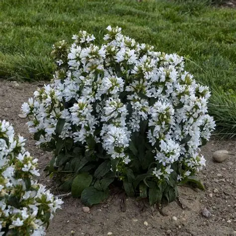 DZWONWK-SKUPIONY-campanula-glomerata-ALBA-2.jpg
