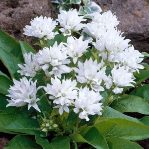 DZWONWK-SKUPIONY-campanula-glomerata-ALBA-1.jpg
