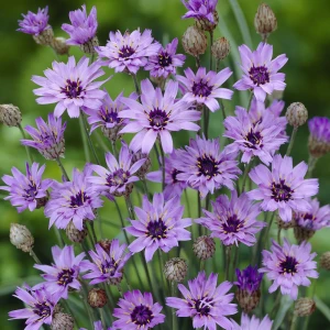 Kupidynek-błękitny-catananche-caerulea-5.JPG