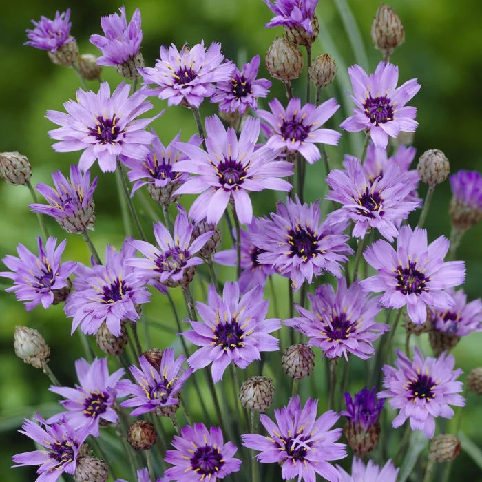Kupidynek-błękitny-catananche-caerulea-5.JPG