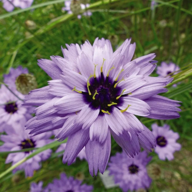 Kupidynek-błękitny-catananche-caerulea-4.jpg