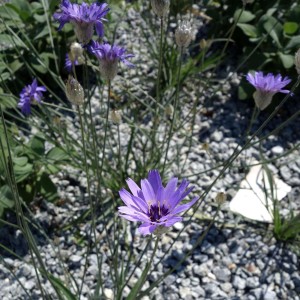 Kupidynek-błękitny-catananche-caerulea-2.jpg