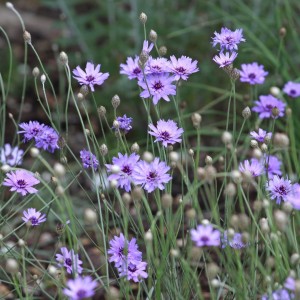 Kupidynek-błękitny-catananche-caerulea-1.jpg