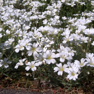 kupidynek-catananche-caerulea-alba-5.jpg