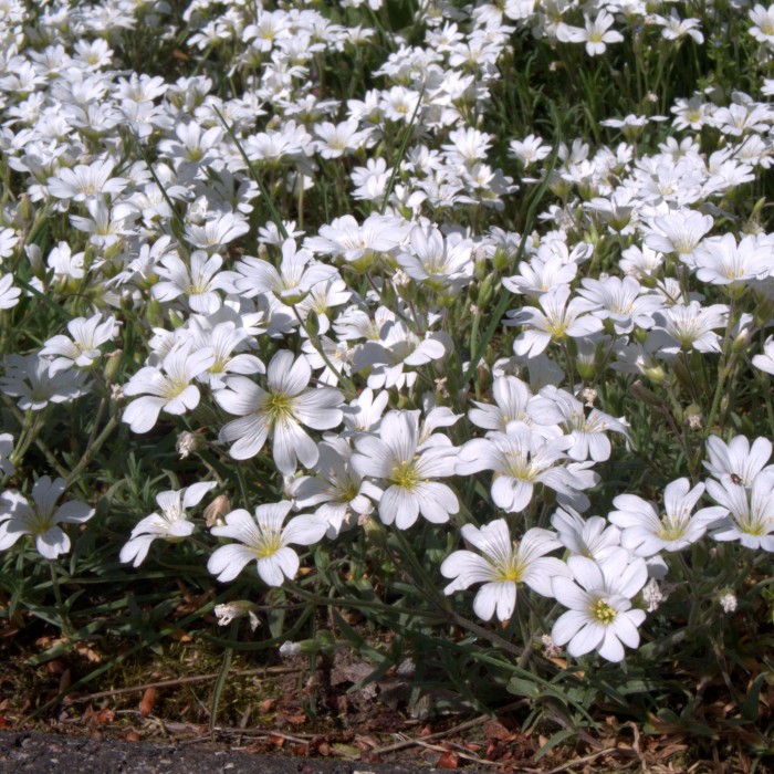 kupidynek-catananche-caerulea-alba-5.jpg
