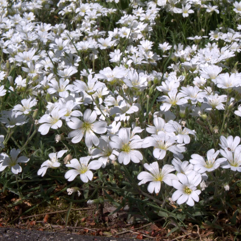 kupidynek-catananche-caerulea-alba-5.jpg