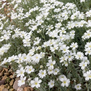 kupidynek-catananche-caerulea-alba-4.jpg