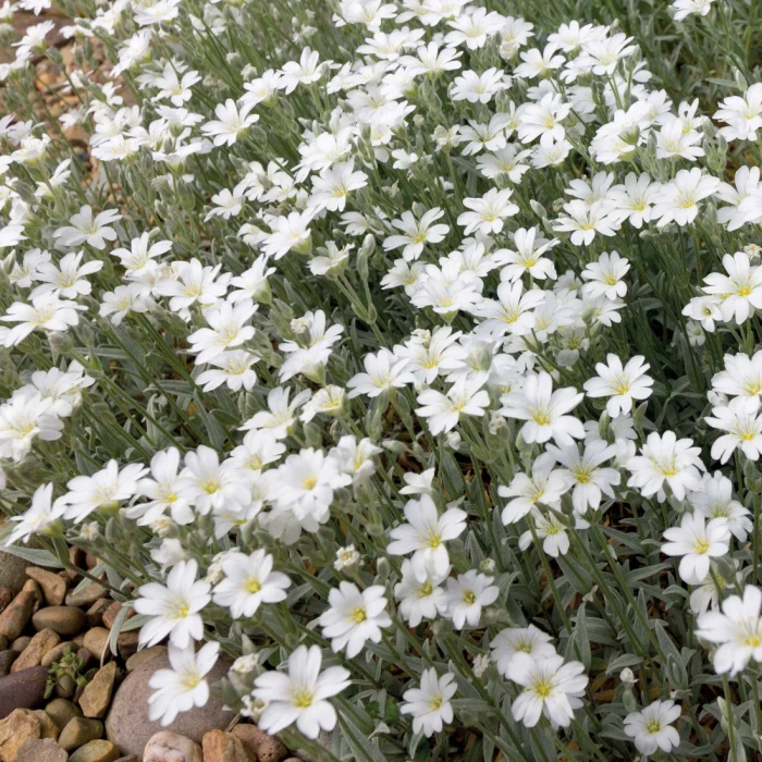 kupidynek-catananche-caerulea-alba-4.jpg