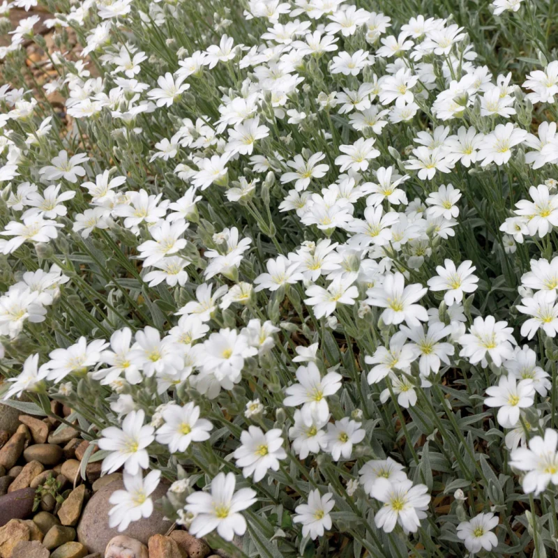 kupidynek-catananche-caerulea-alba-4.jpg