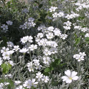 kupidynek-catananche-caerulea-alba-3.jpg