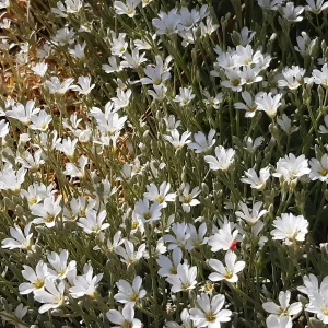 kupidynek-catananche-caerulea-alba-2.jpg