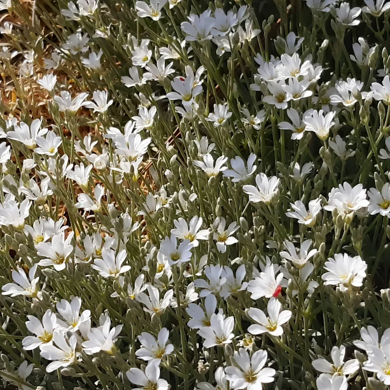 kupidynek-catananche-caerulea-alba-2.jpg