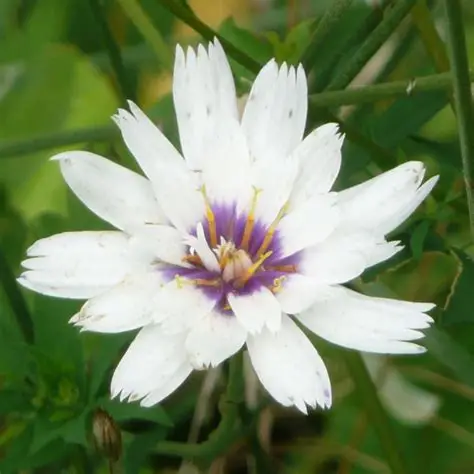 kupidynek-catananche-caerulea-alba-1.jpg