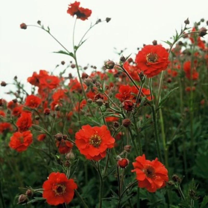 kuklik-geum-coccineum-borisii-6.jpg