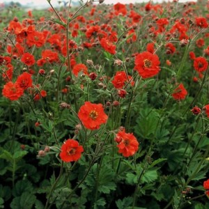 kuklik-geum-coccineum-borisii-5.jpg