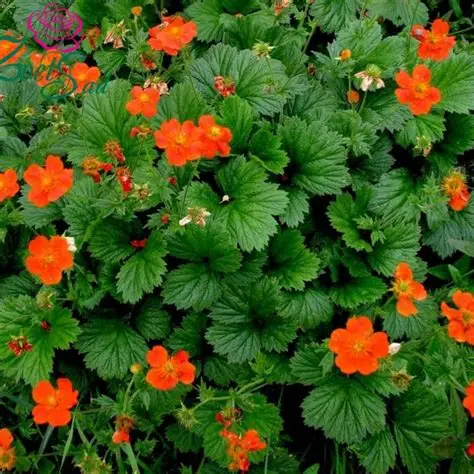 kuklik-geum-coccineum-borisii-4.jpg.webp
