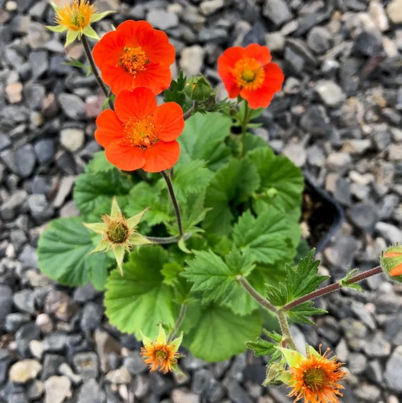 kuklik-geum-coccineum-borisii-3.jpg