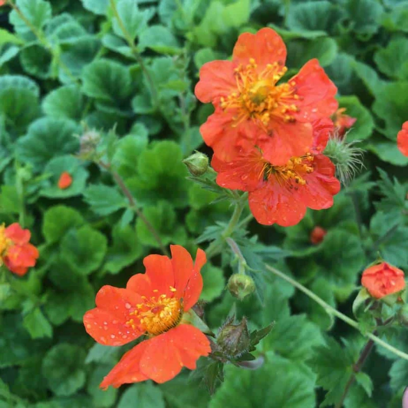 kuklik-geum-coccineum-borisii-2.jpg