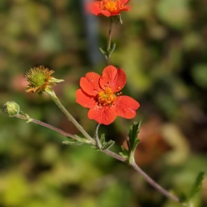 kuklik-geum-coccineum-borisii-1.jpg