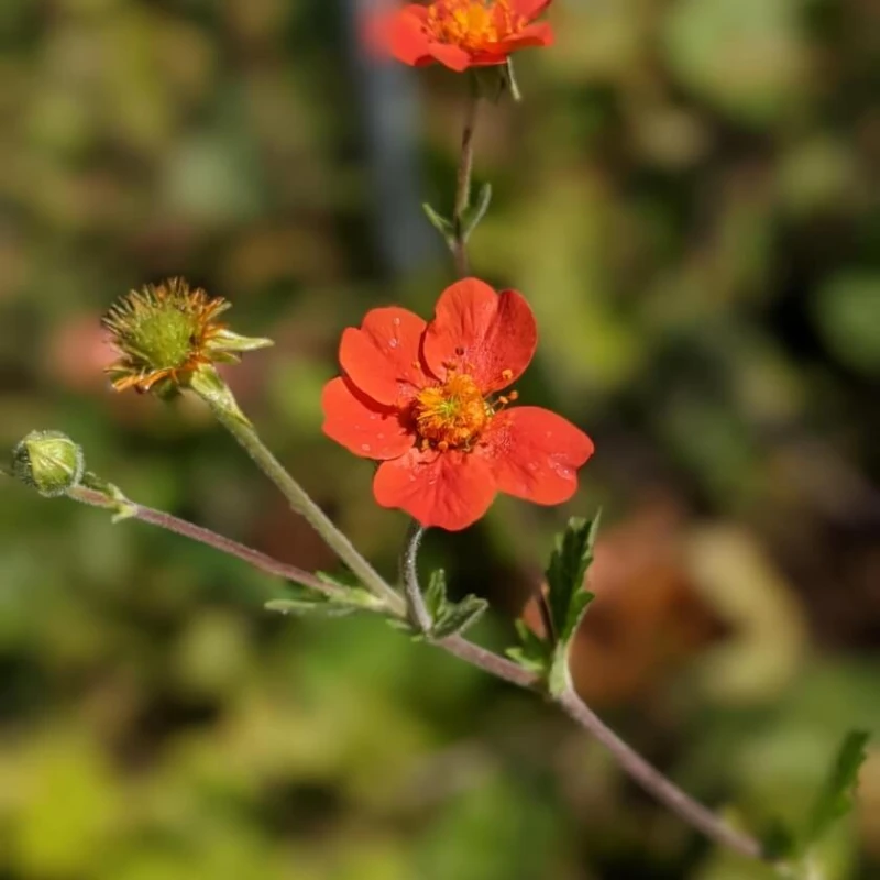 kuklik-geum-coccineum-borisii-1.jpg