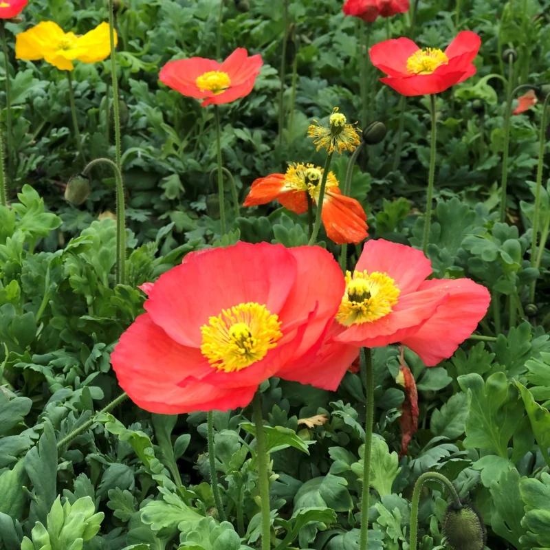mak-papaver-nudicaule-champagne-bubbles-scarlet-3.jpg