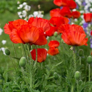 mak-papaver-nudicaule-champagne-bubbles-scarlet-2.jpg