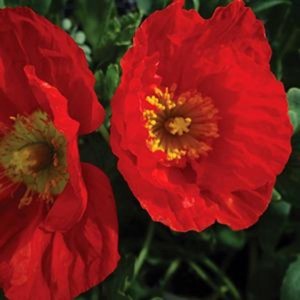 mak-papaver-nudicaule-champagne-bubbles-scarlet-1.jpg