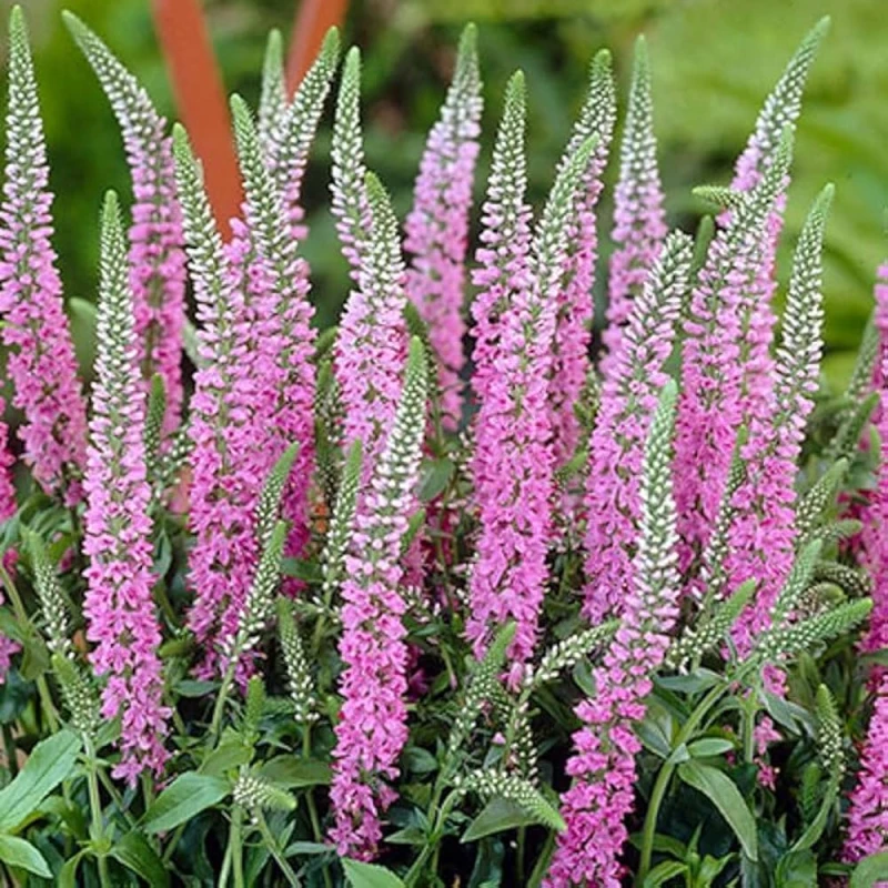 przetacznik -różowy-veronica-spicata-2.jpg