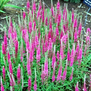 przetacznik -różowy-veronica-spicata-1.jpg