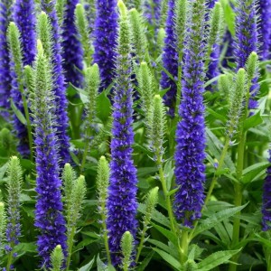 przetacznik-niebieski-veronica-spicata-blue-5.jpg