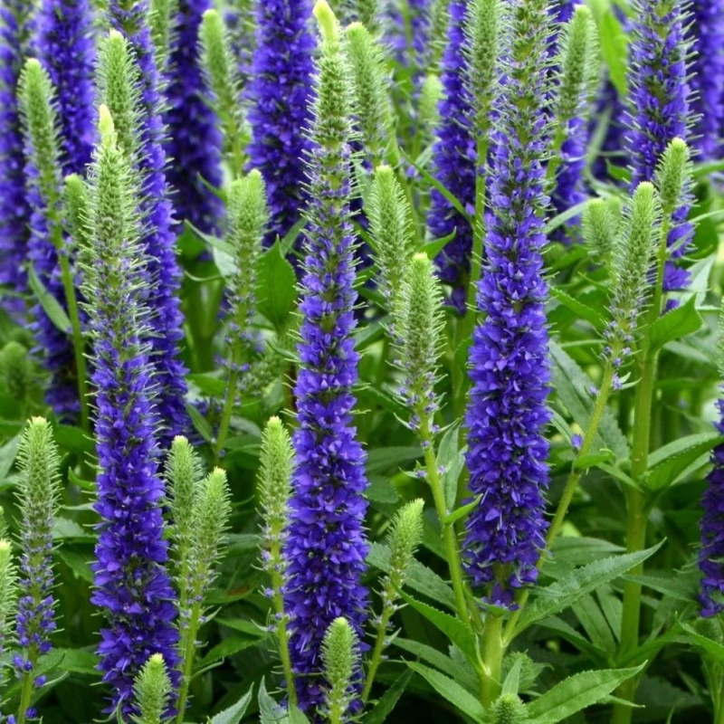 przetacznik-niebieski-veronica-spicata-blue-5.jpg